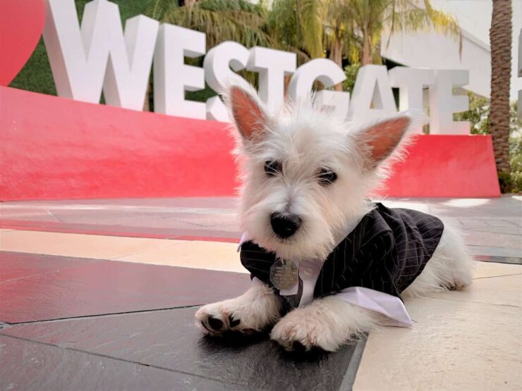 Westgate Superbook Will Reopen On June 18